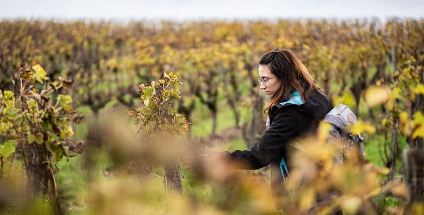 The wine route of Bordeaux in Graves and Sauternes