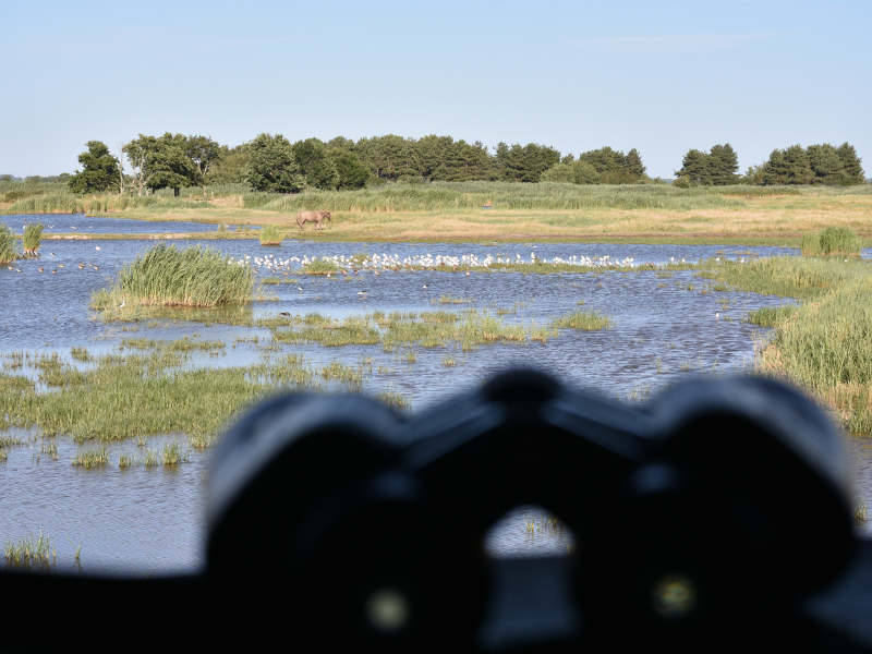 Samedi comptage à Terres d'Oiseaux
