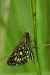 Formation papillons d ... - Crédit: DAVID SAUTET | CC BY-NC-ND 4.0