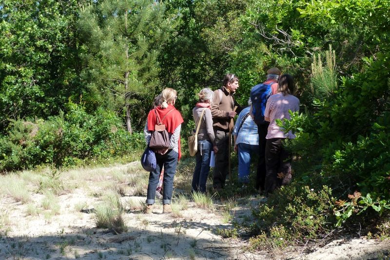 Visite Guidée : Forêt Dunaire de Camicas