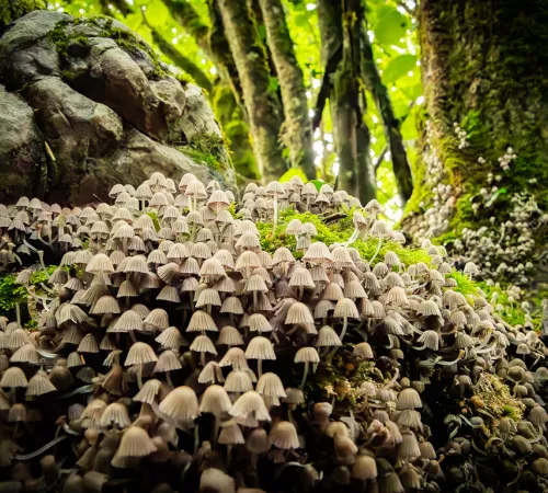 Initiation à la cueillette des champignons