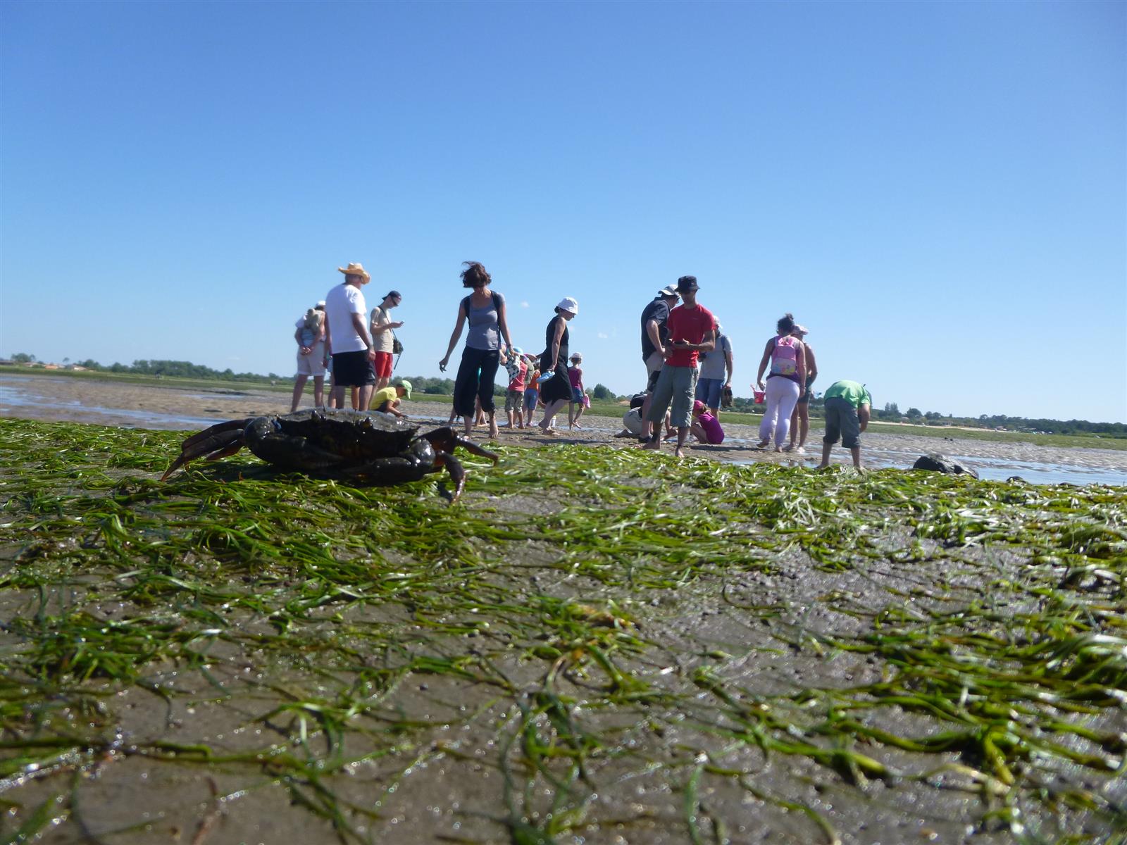 Les trésors du bord de mer à marée basse