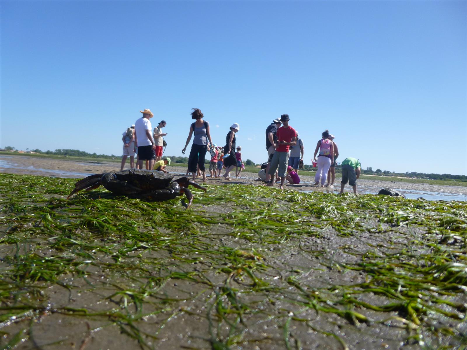 Les trésors cachés à marée basse