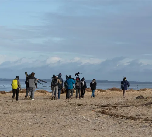 Formation aux oiseaux du littoral : weekend oiseaux migrateurs