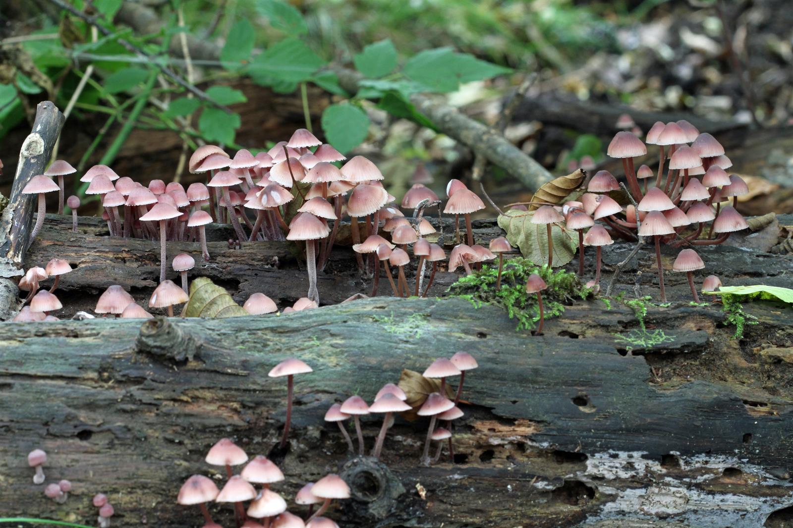 Formation initiation aux champignons des Lande ...
