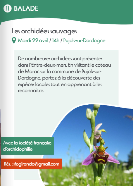 Les orchidées sauvages