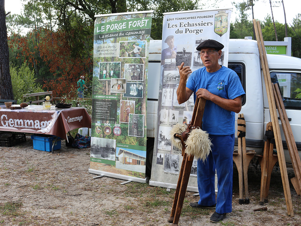 Dans le pin tout est bon : découverte du gemmage