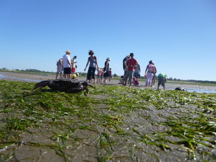 Les trésors cachés à marée basse