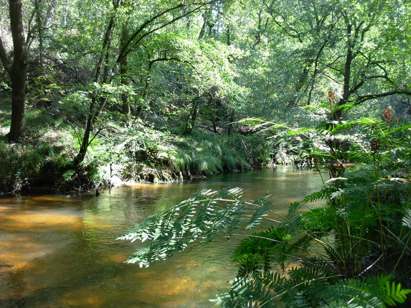 Descente de la Leyre en canoë collectif entre  ...