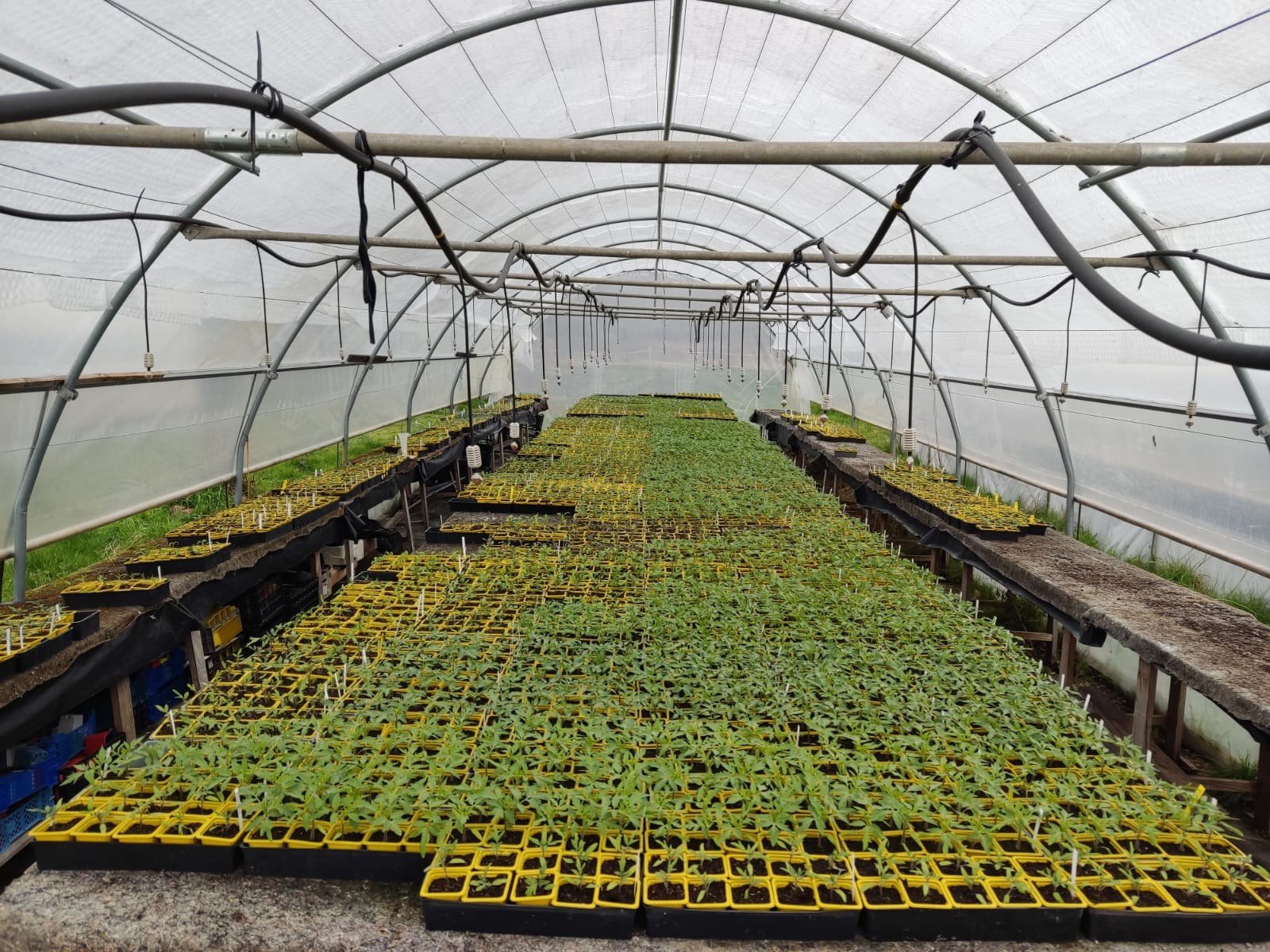 Jardins de Tomates