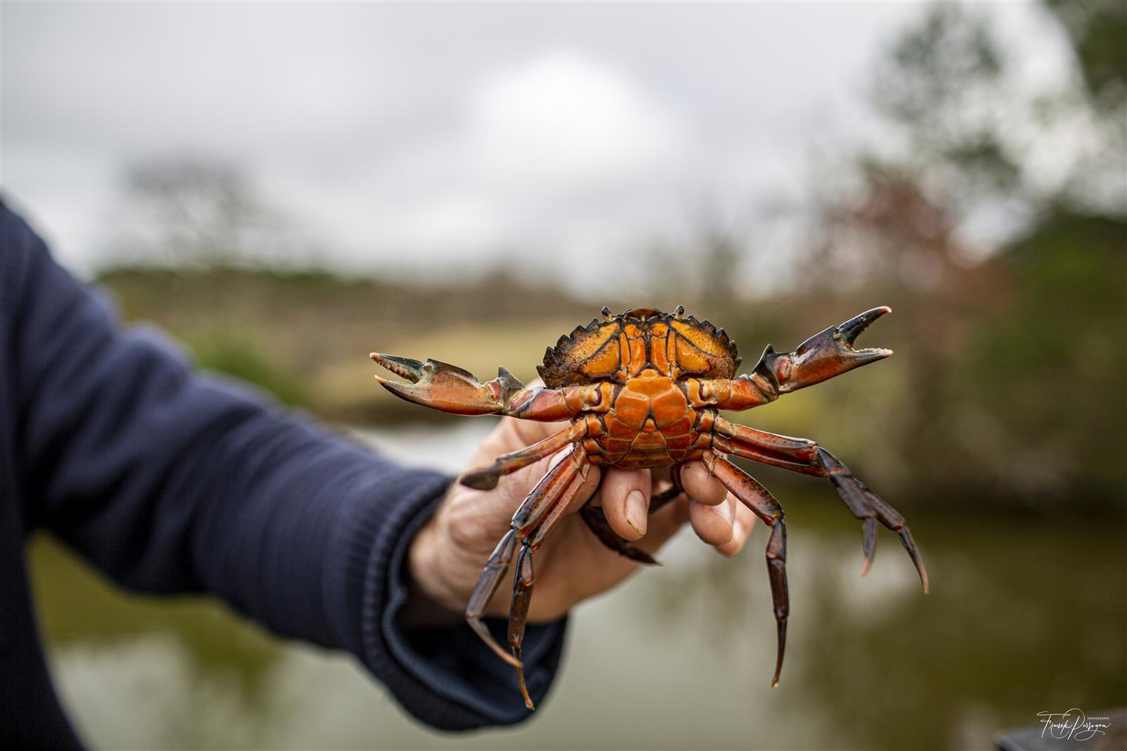 Pêche aux crabe