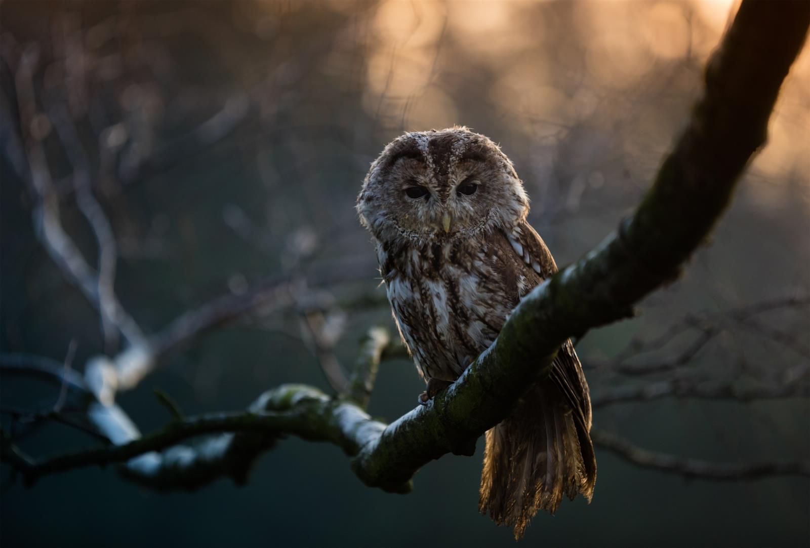 Chouettes et Engoulevents