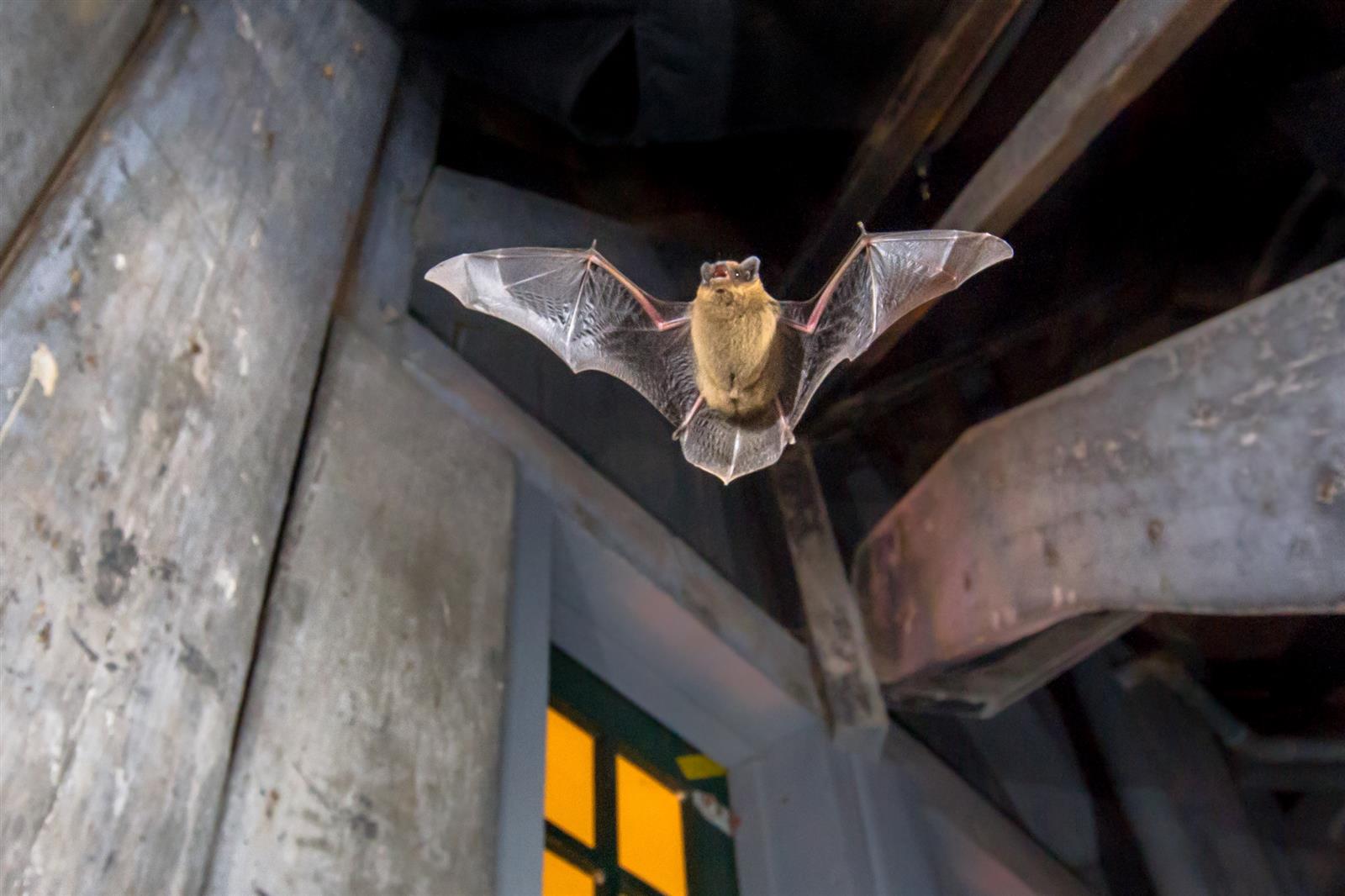 A la découverte de la biodiversité nocturne