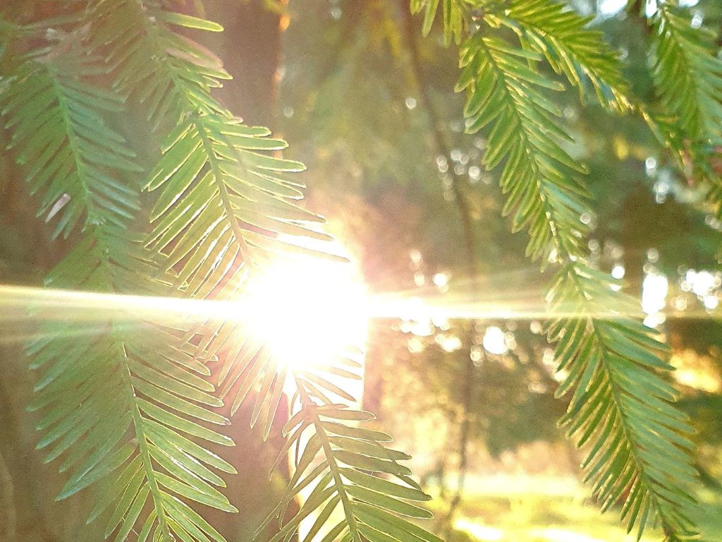 Bain de forêt