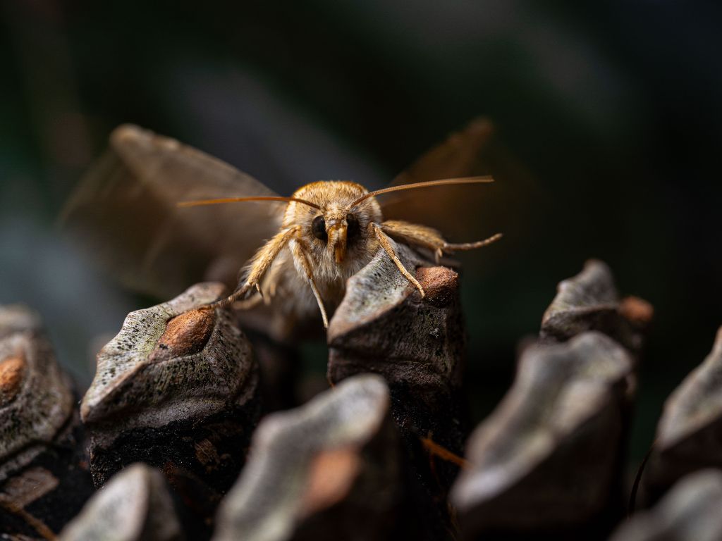 Faune nocturne et papillons de nuit