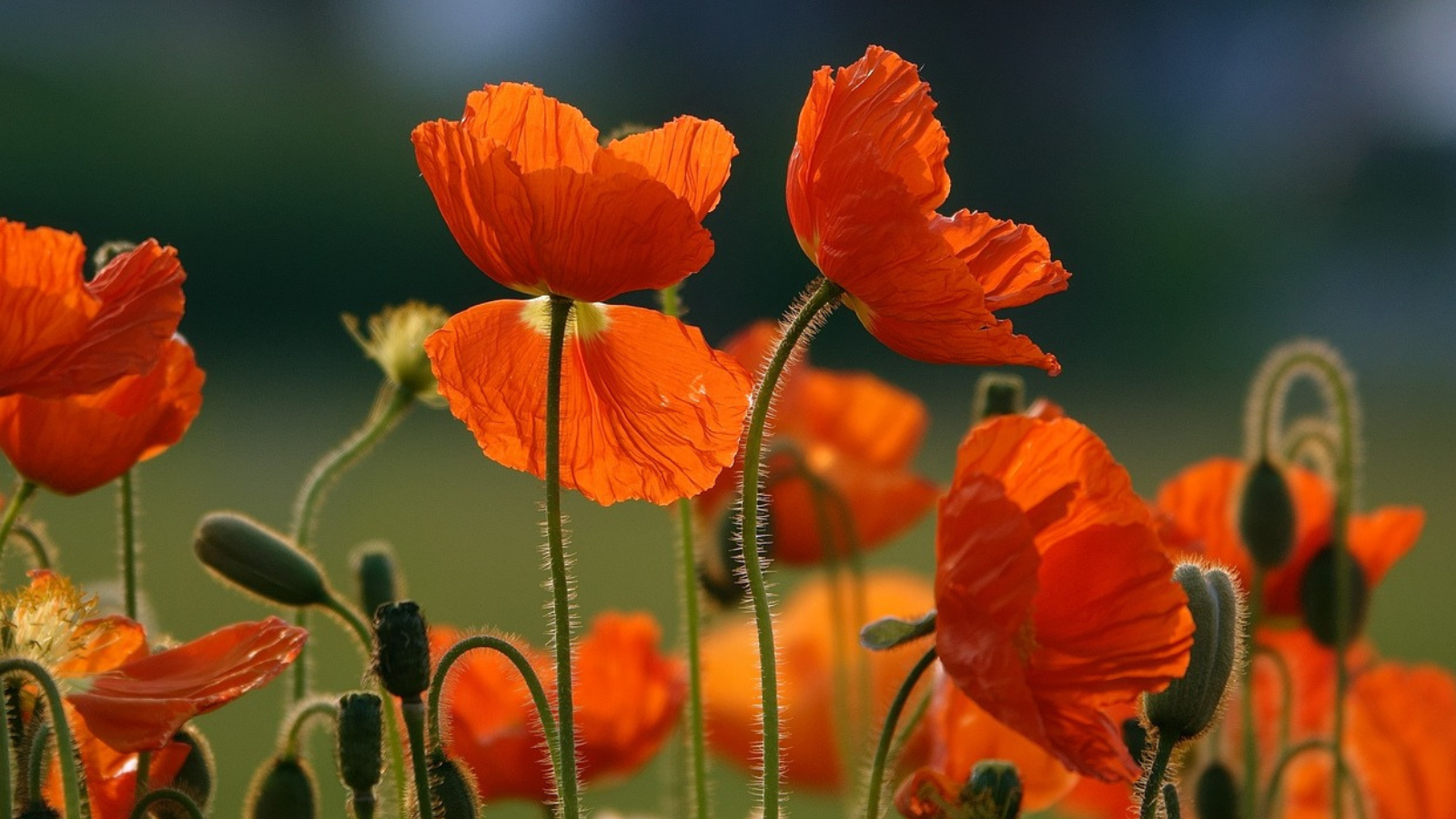21eme Fête des plantes Saucats