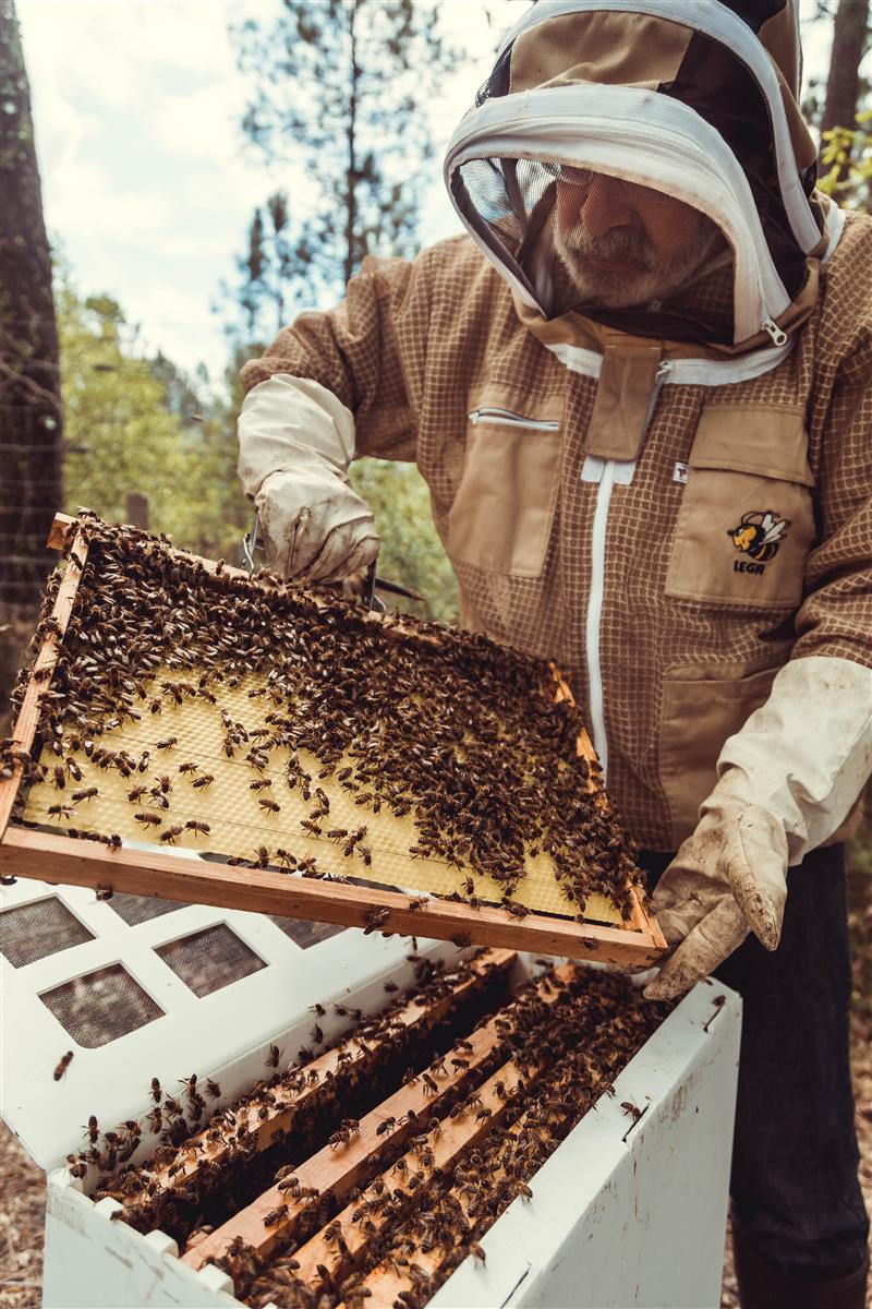 Découverte du sentier des abeilles