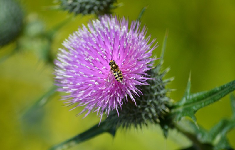 Fête de la nature à la Belle Verte