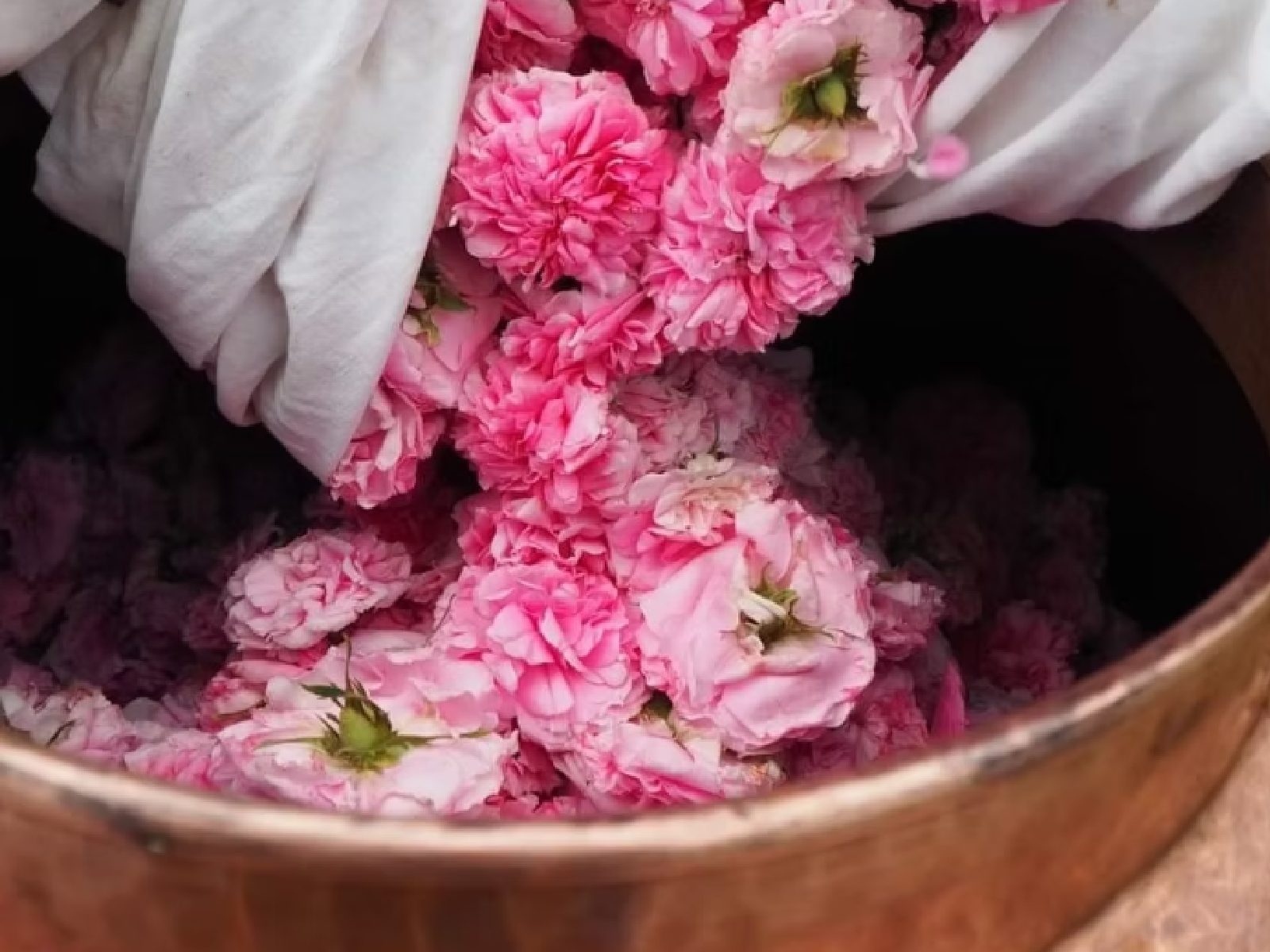 Cueillette et distillation de la Rose de Damas