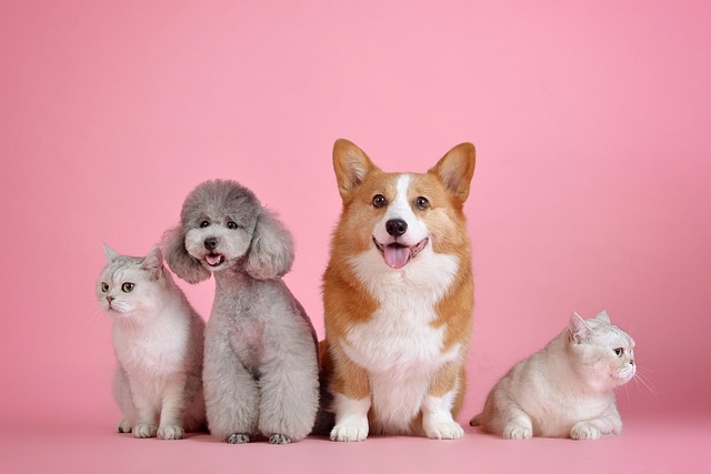 Musique et histoires d'animaux