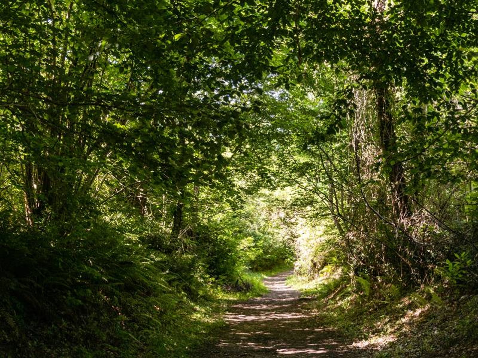 Bains de forêt 2025