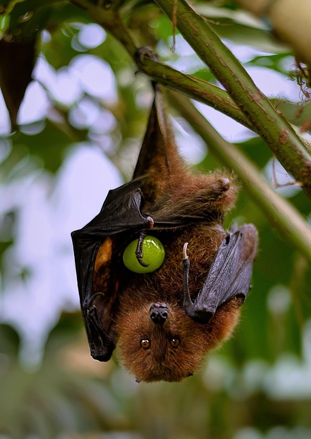 Nuit de la chauve-souris
