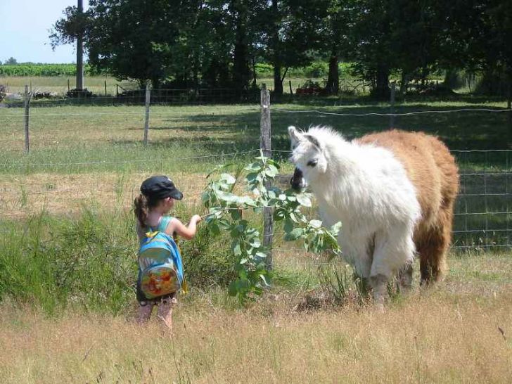 Visite découverte de l'élevage des lamas de Br ...