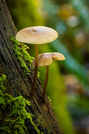 Fête de la Nature et des Traditions