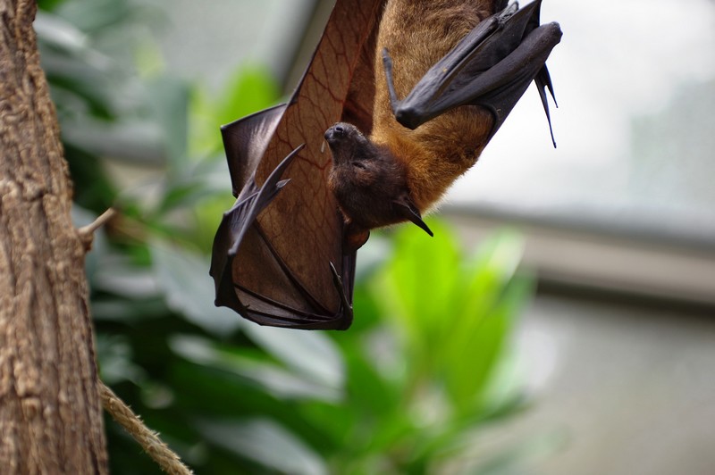 Balade nature à la découverte des chauves-souris
