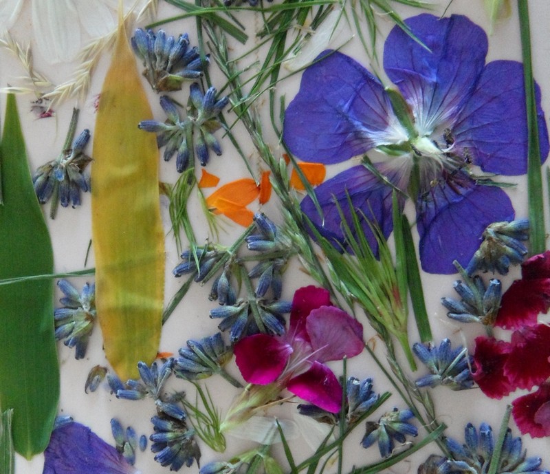 Atelier nature Fabrique ton herbier