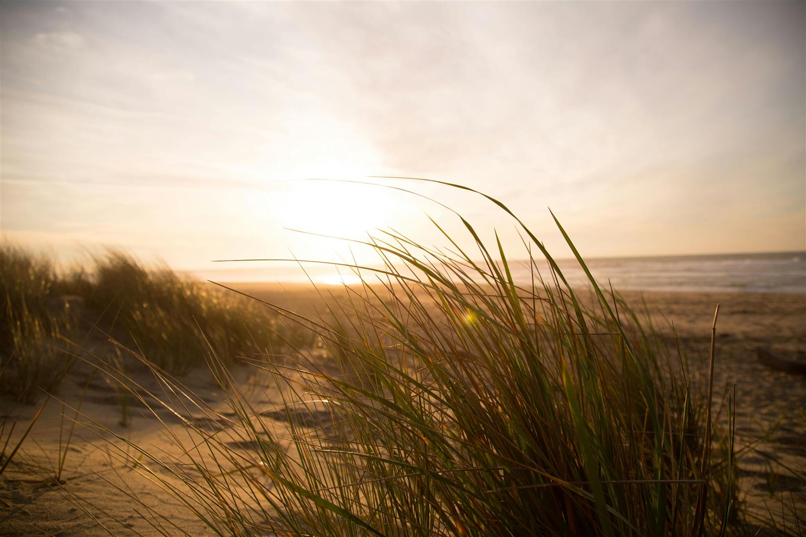 A la rencontre des dunes, trésor fragile de no ...