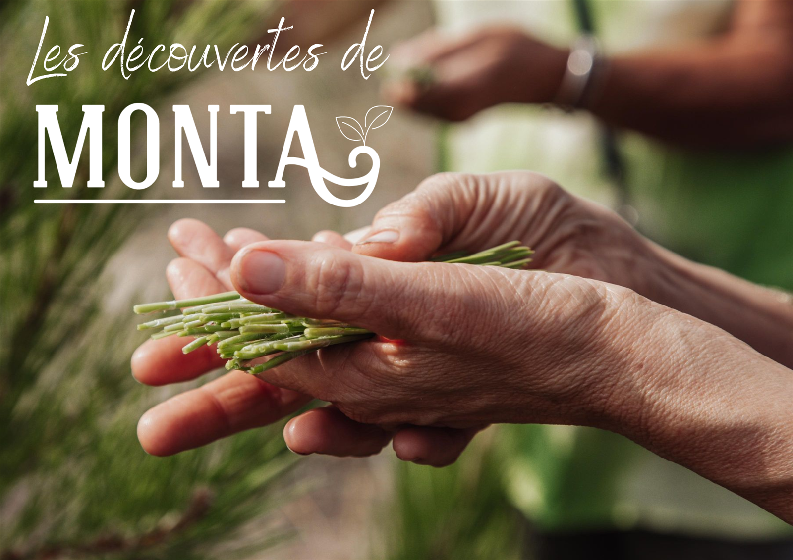 À la découverte des plantes sauvages comestibles