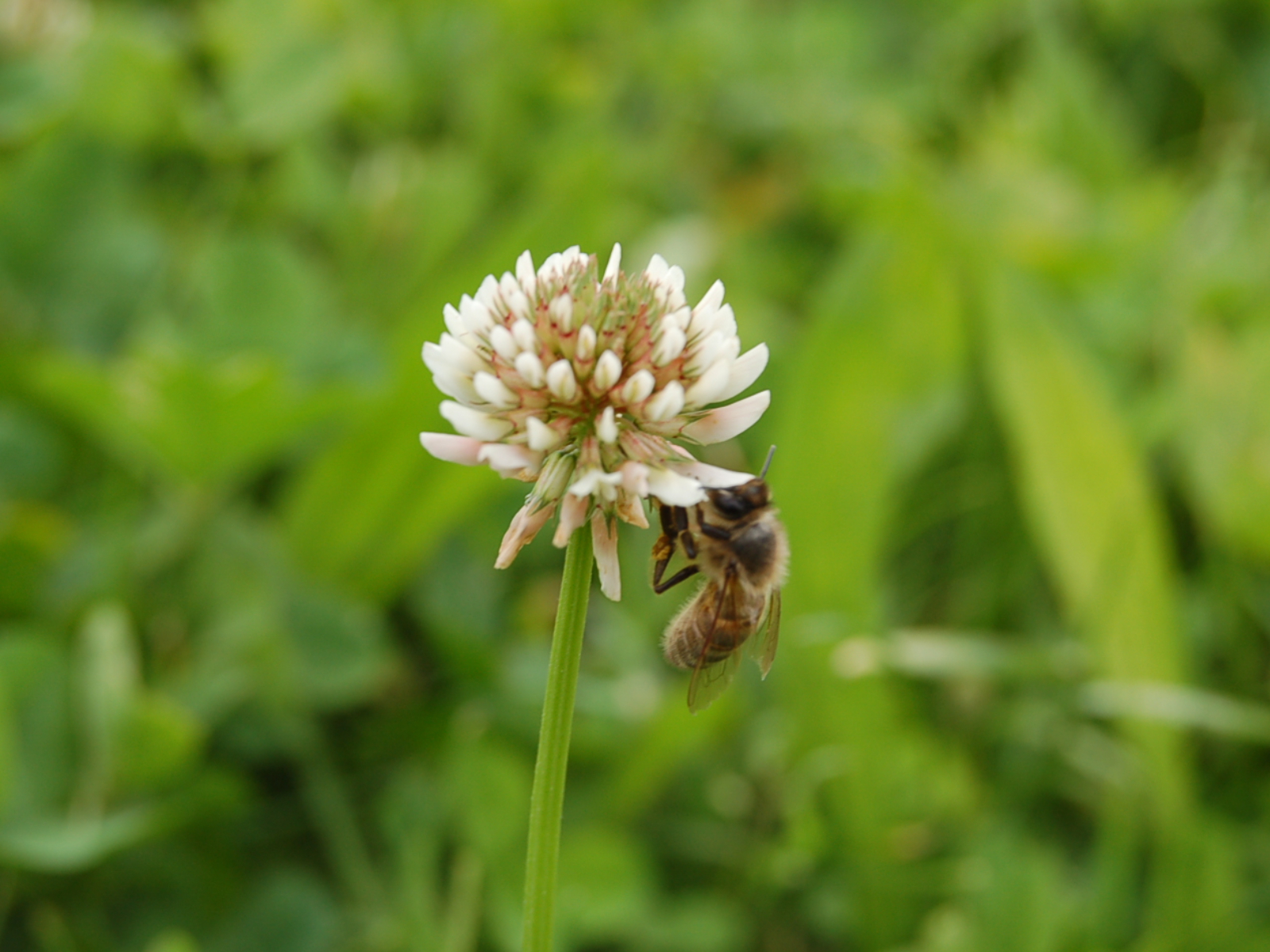 Balade « Les insectes »