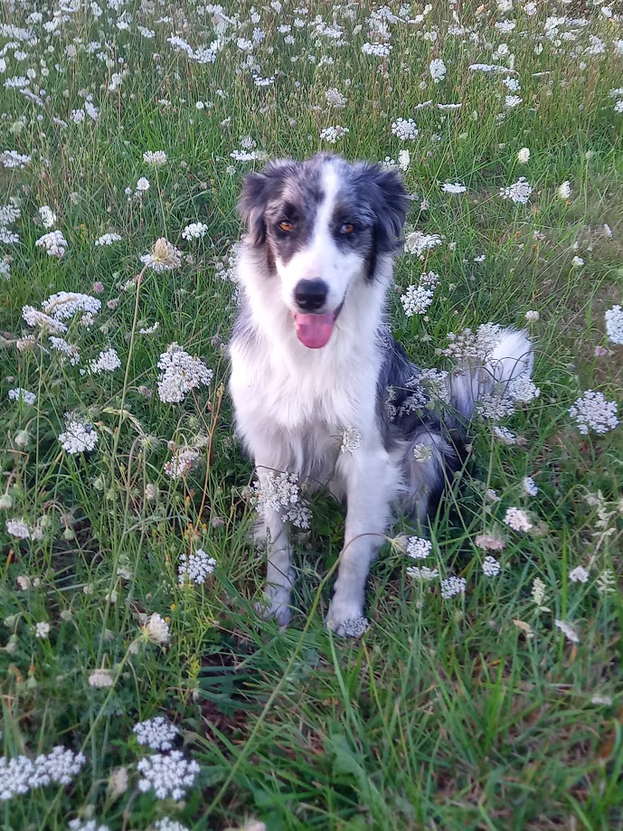 Lire avec le chien Tic-Tac - Histoires pour en ...