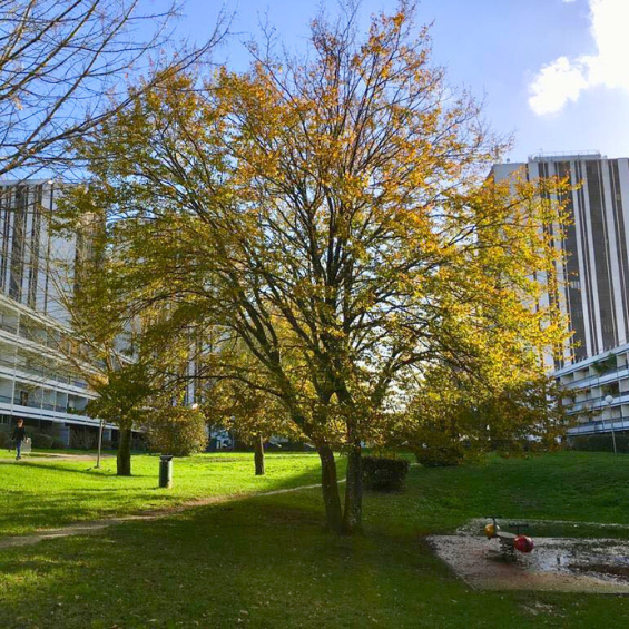 BALADE URBAINE À PESSAC : Rythmes de la ville  ...