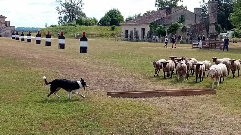 Concours Chiens de Berger