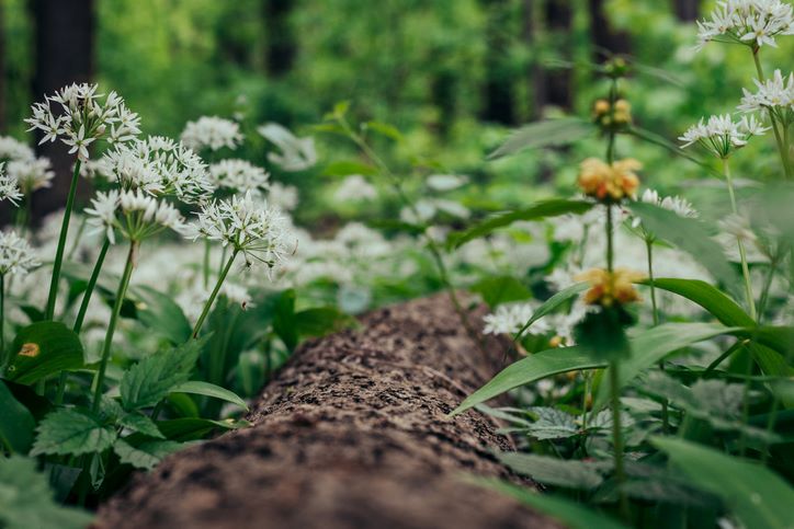 Découvrir les plantes sauvages
