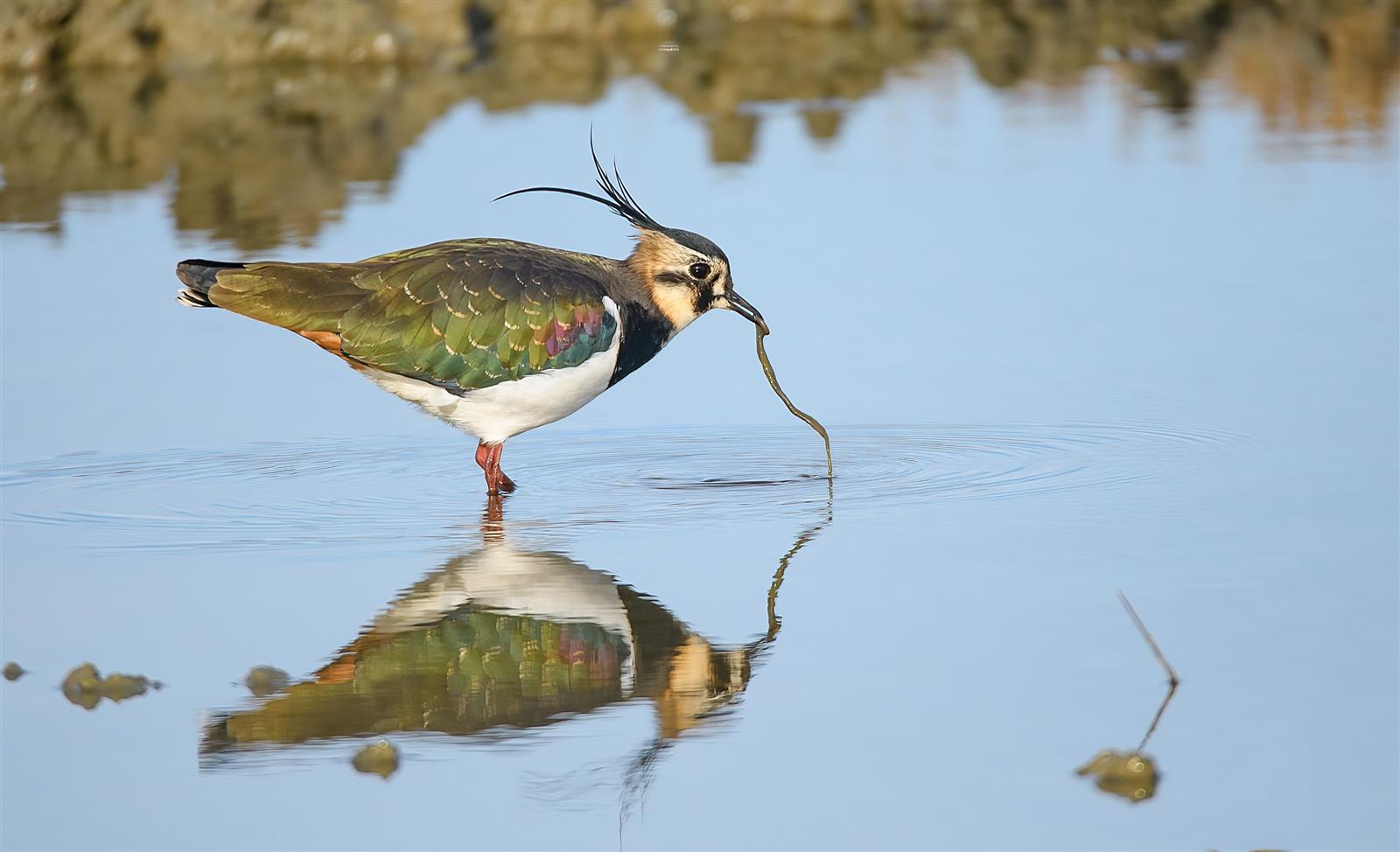 EXPOSITION : Portraits d’oiseaux et accueil na ...