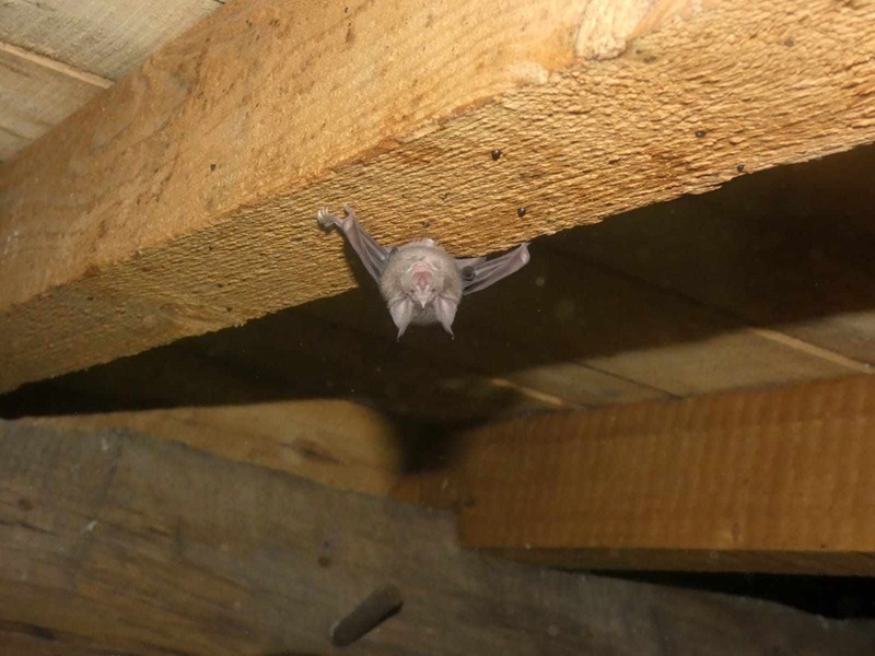 Rencontre avec les chauves-souris, étonnants m ...