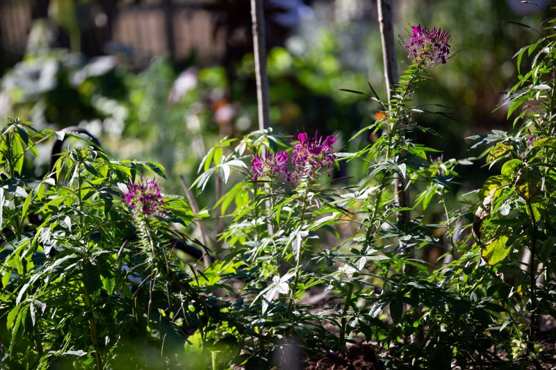 Découvrir la richesse des plantes sauvages