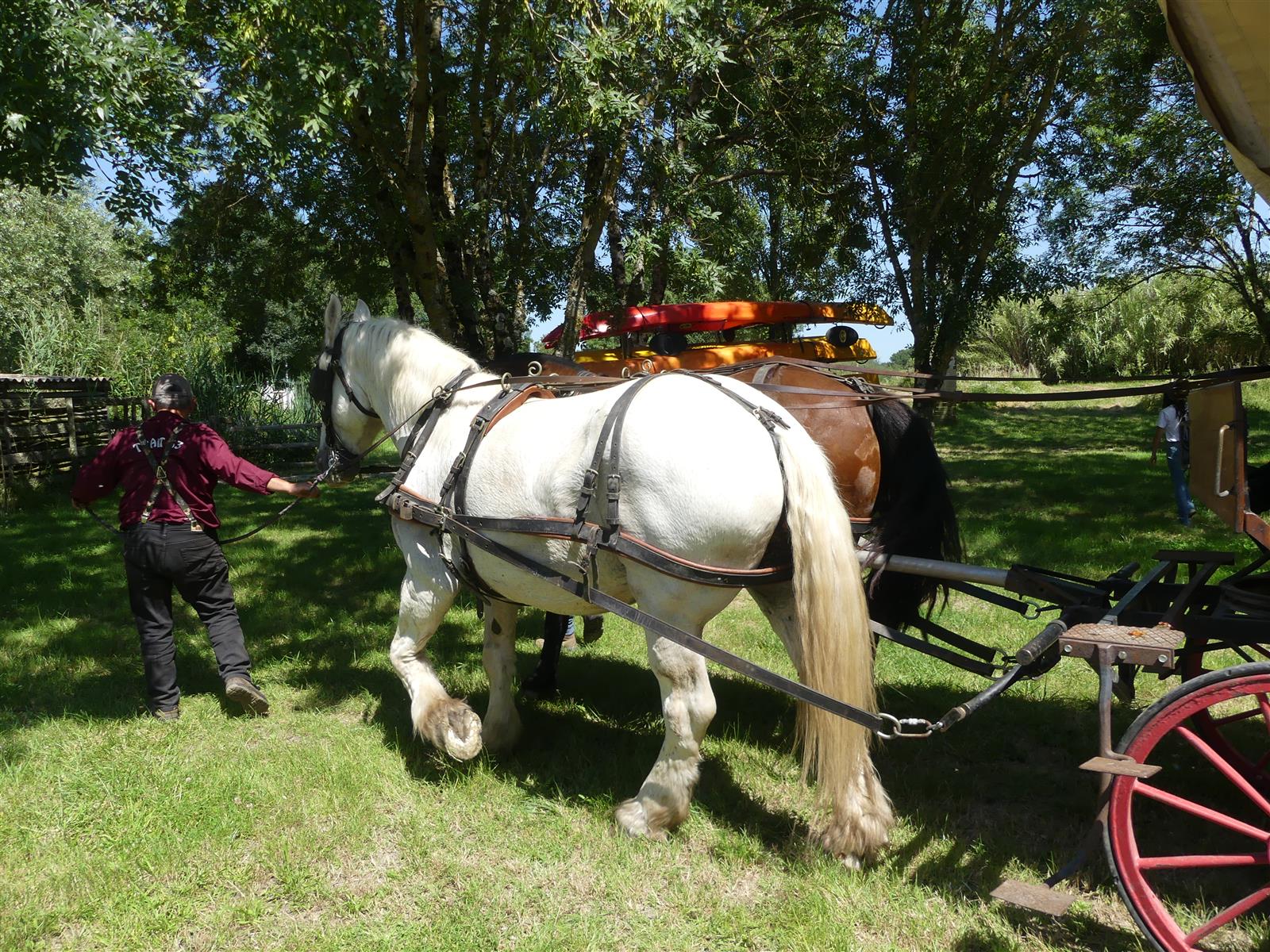 Fête du cheval de trait
