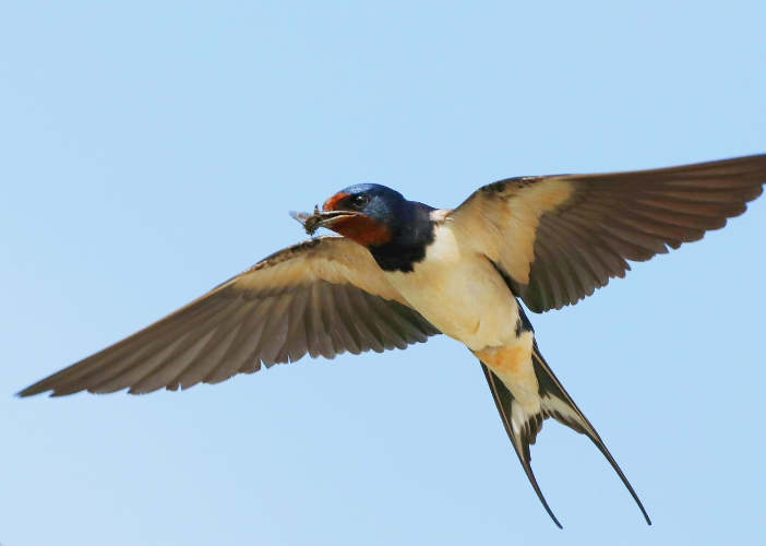 Atelier des p'tits curieux "Fabrique ton nicho ...