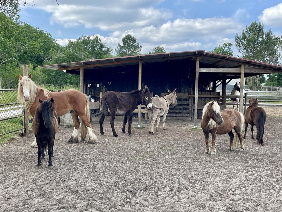 Balade poneys