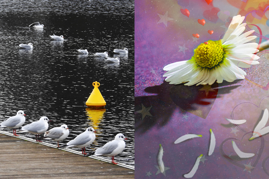 Exposition de photographies – photomontages et ...