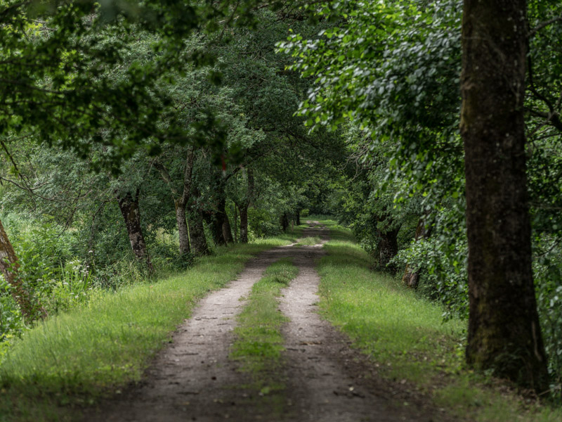 Randonnée au sein du marais d'Arcins