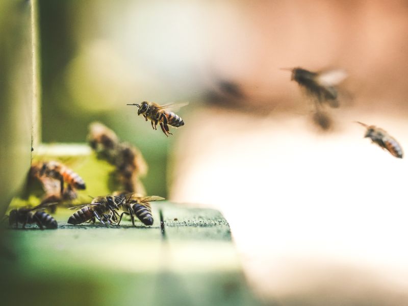 "Planter pour les abeilles" – Festival La Terr ...