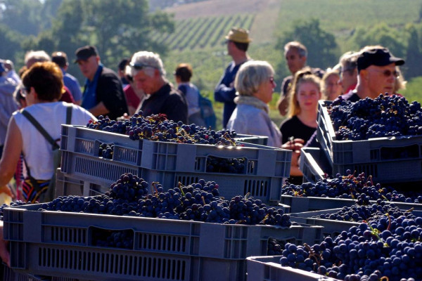 Journée vendanges au Château Réaut