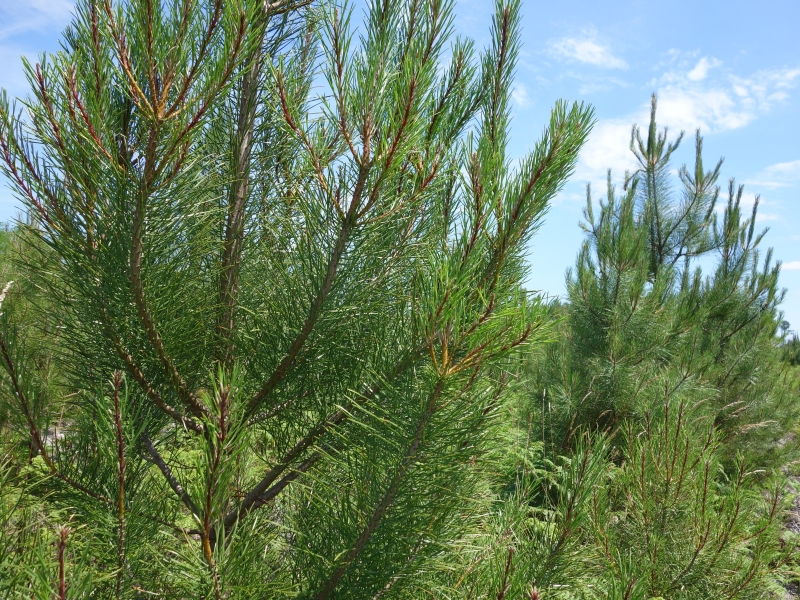Forêt vivante du Sud Gironde