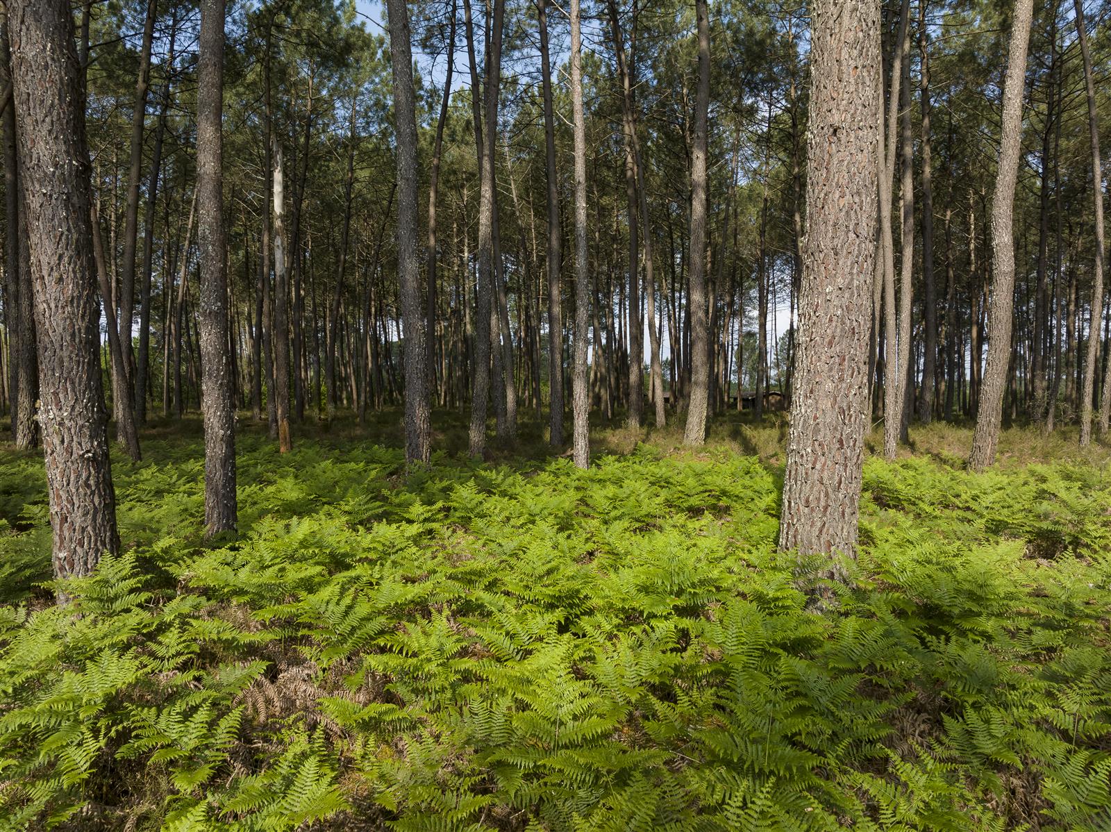 Causerie du patrimoine - La forêt des Landes : ...