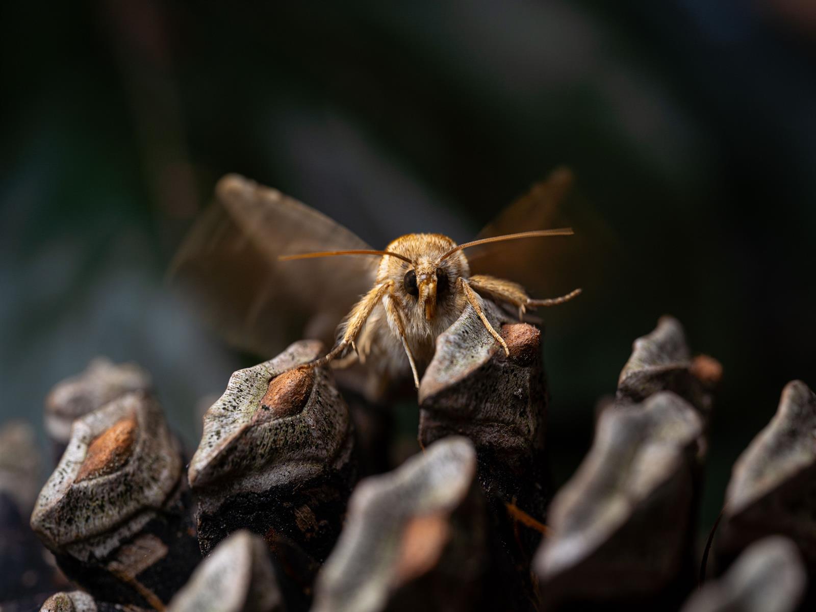 Faune nocturne et papillons de nuit